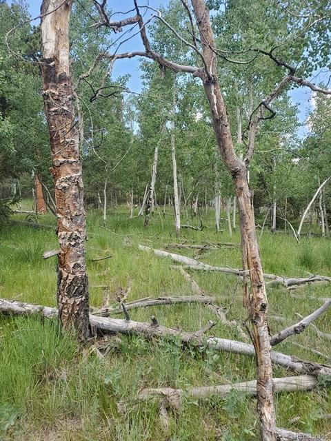 724 Blacksmith Rd, Hartsel, CO 80449 photo 28
