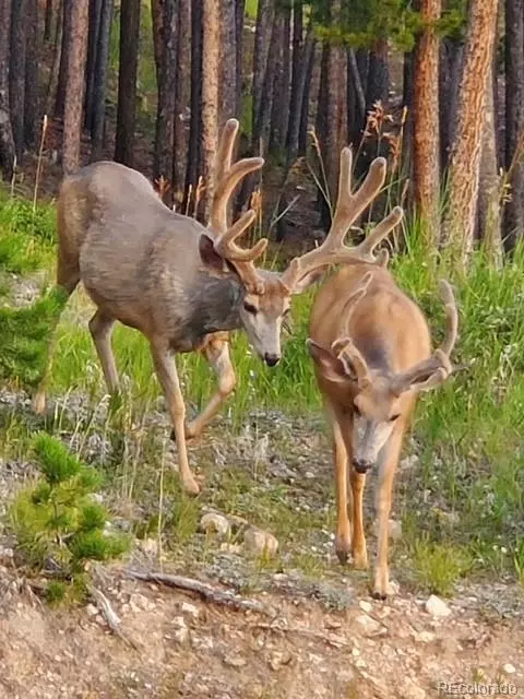 Other - 8511 S Warhawk Rd, Conifer, CO 80433 photo 11 of 13
