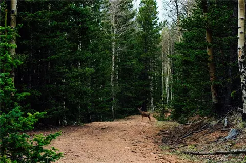 County Road 8, Divide, CO 80814 photo 11