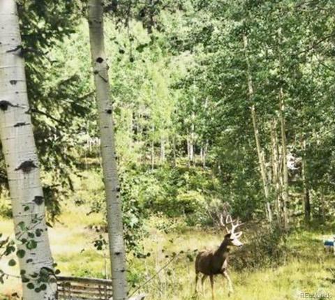 30549 Rand Rd, Conifer, CO 80433 photo 36