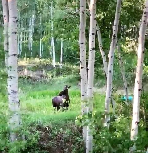 30549 Rand Rd, Conifer, CO 80433 photo 37