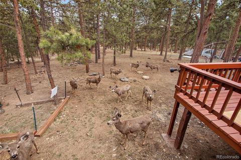 5518 County Road 72, Bailey, CO 80421 photo 24