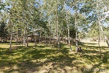 264 Aspen Ln, Bailey, CO 80421 photo 16