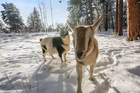 228 Beaver Trl, Bailey, CO 80421 photo 35