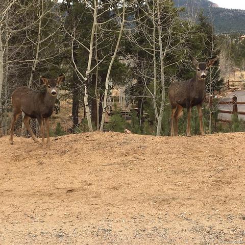 62 E Crosscut, Bailey, CO 80421 photo 30