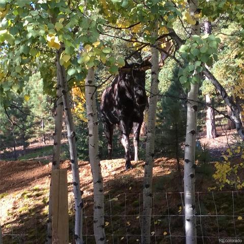 62 E Crosscut, Bailey, CO 80421 photo 29
