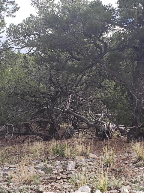 210 Medano Pl, Mosca, CO 81146 photo 4