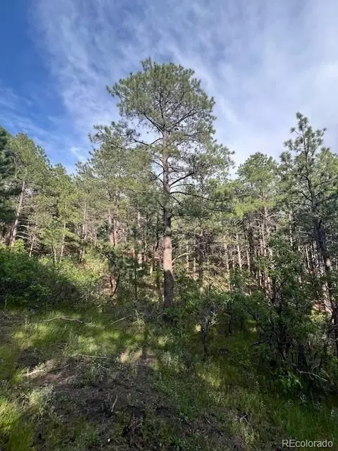19855 Capella Dr, Monument, CO 80132