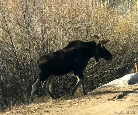 Other - 7823 County Road 43, Bailey, CO 80421 photo 19 of 20