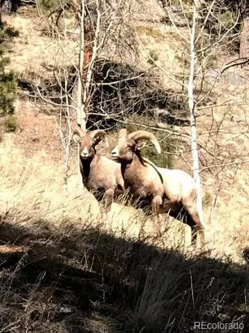 Other - 7823 County Road 43, Bailey, CO 80421 photo 20 of 20