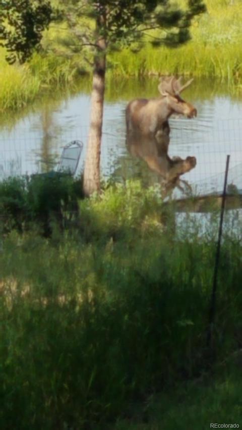 440 Wagon Tongue Rd, Bailey, CO 80421 photo 13