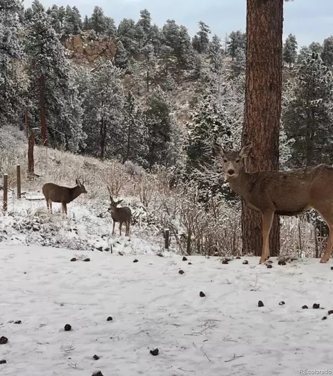 Other - 280 Bunny Rd, Bailey, CO 80421 photo 8 of 8