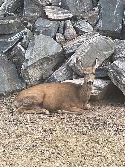 Other - 705 Gold Flake Ter, Bailey, CO 80421 photo 12 of 13