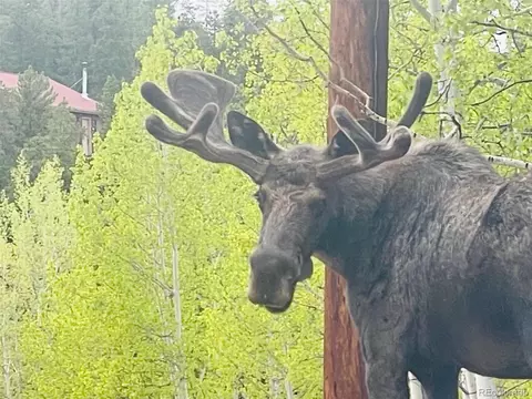 Exterior - 705 Gold Flake Ter, Bailey, CO 80421 photo 8 of 10