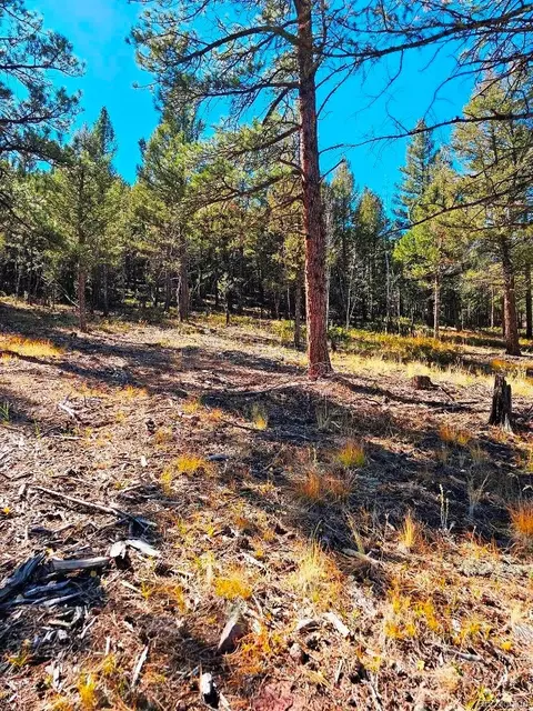 1504 County Road 43, Bailey, CO 80421 photo 8