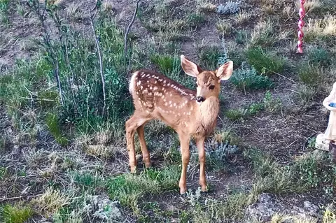 Other - 829 County Road 72, Bailey, CO 80421 photo 2 of 13