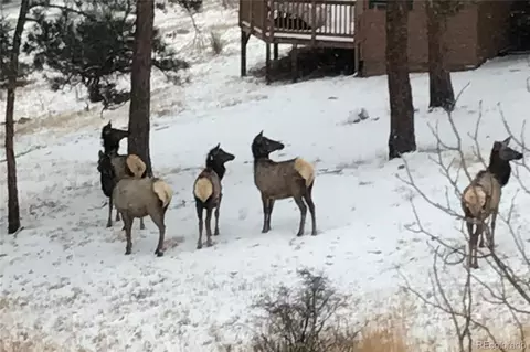 Other - 829 County Road 72, Bailey, CO 80421 photo 6 of 13