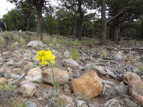 2803 Brook Ol, Crestone, CO 81131 photo 1