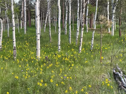 Burland Drive, Bailey, CO 80421 photo 15