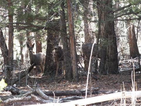 202 Big Bear Rd, Mosca, CO 81146 photo 13