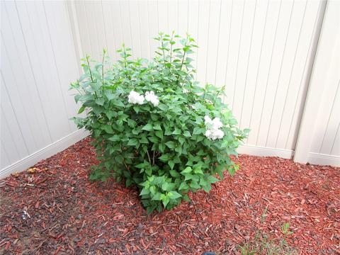 19149 E 54th Pl E, Denver, CO 80249 photo 36