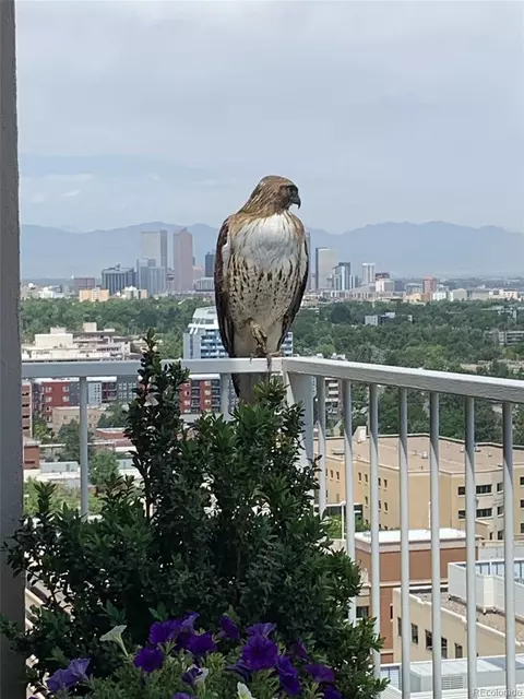 955 Eudora St #1804, Denver, CO 80220