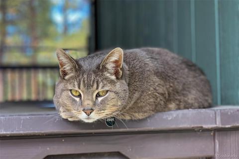 4663 Beaver Rdg, Elbert, CO 80106 photo 38