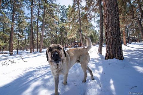4663 Beaver Rdg, Elbert, CO 80106 photo 27