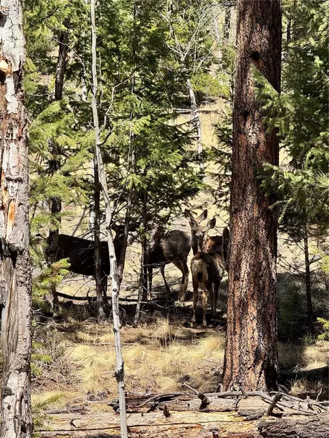 449 Forest Dr, Bailey, CO 80421 photo 8