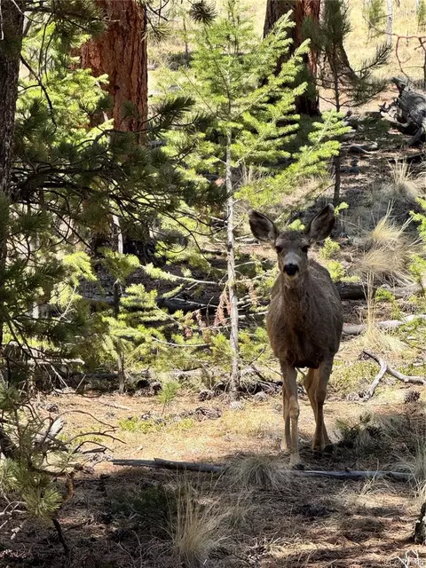449 Forest Dr, Bailey, CO 80421 photo 7