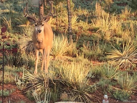 16329 Ouray Rd, Pine, CO 80470 photo 33