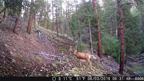 16139 Cochise Trl, Pine, CO 80470 photo 30