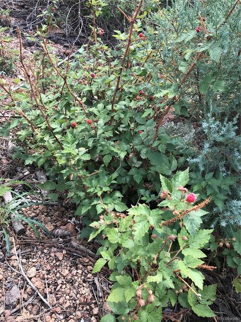 16139 Cochise Trl, Pine, CO 80470 photo 8