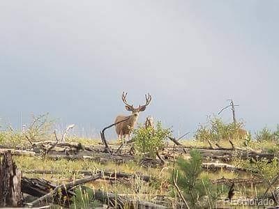 16139 Cochise Trl, Pine, CO 80470 photo 28