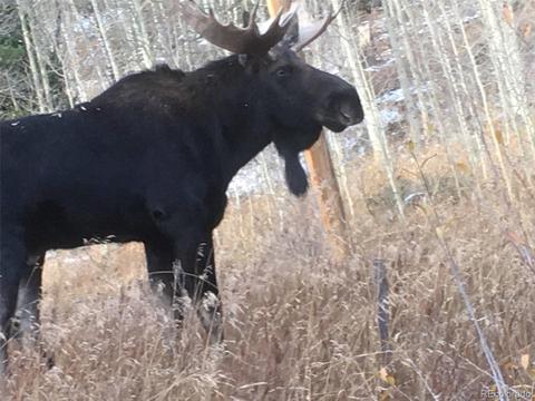 89 W Dory Way, Black Hawk, CO 80422 photo 39