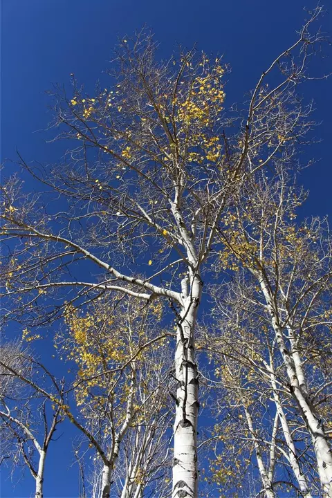 County Road 240 E, Salida, CO 81201 photo 7
