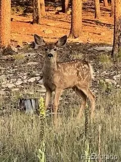 Other - 8790 S Warhawk Rd, Conifer, CO 80433 photo 3 of 15