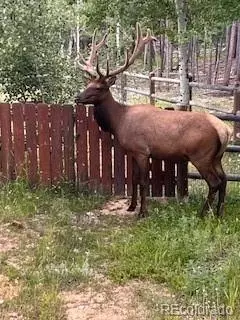 Other - 8790 S Warhawk Rd, Conifer, CO 80433 photo 10 of 15