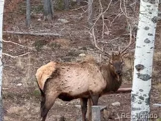 Other - 8790 S Warhawk Rd, Conifer, CO 80433 photo 6 of 15