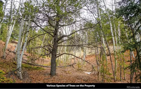 L8 Horseshoe Drive, Divide, CO 80814 photo 5