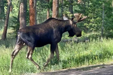 Other - 18673 State Highway 7, Lyons, CO 80540 photo 5 of 12