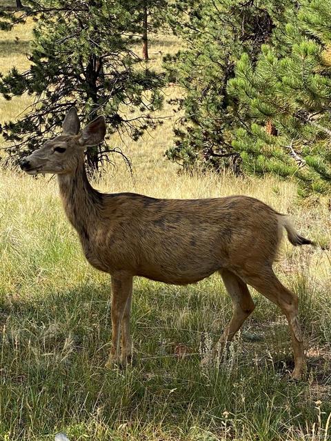 289 Double Tree Rd, Bailey, CO 80421 photo 40