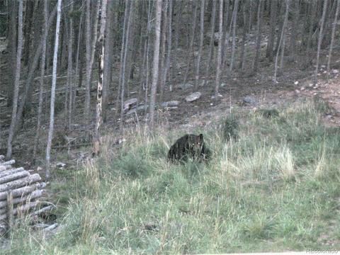 41 Juno Trl, Evergreen, CO 80439 photo 39