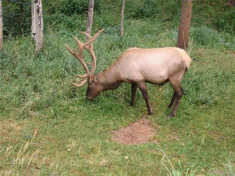 41 Juno Trl, Evergreen, CO 80439 photo 40