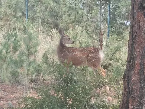 Other - 132 Jones Rd, Bailey, CO 80421 photo 19 of 25