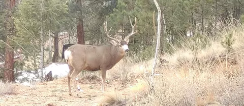 Other - 132 Jones Rd, Bailey, CO 80421 photo 24 of 25
