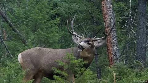 Other - 132 Jones Rd, Bailey, CO 80421 photo 16 of 25