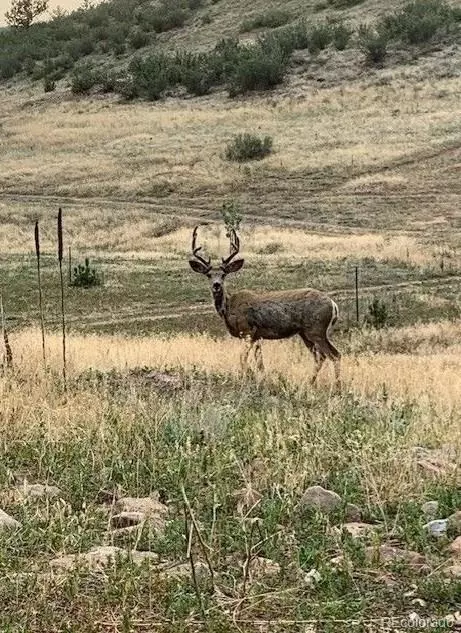 223 Stone Canyon Rd, Lyons, CO 80540 photo 9