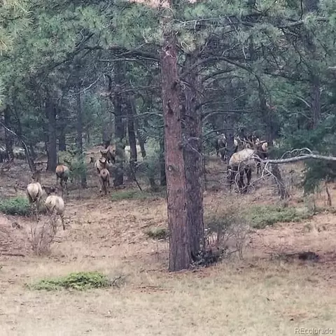 Other - 13892 Douglas Ranch Dr, Pine, CO 80470 photo 17 of 20