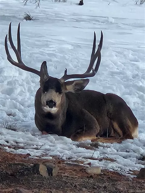 Other - 2660 Campfire Rd, Hartsel, CO 80449 photo 16 of 19